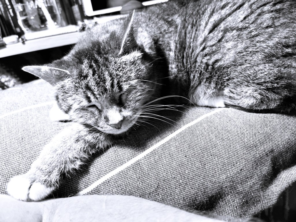 A black and white photo of a tabby cat sleeping

Copyright Ephraim Das Janssen 2023