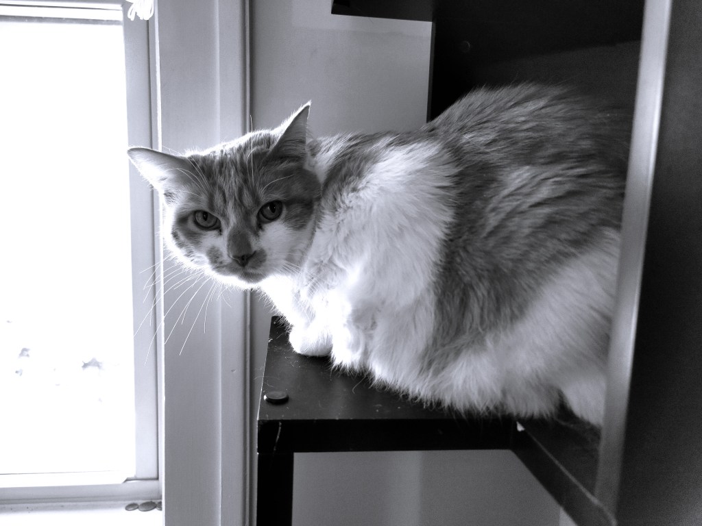 A black and white photo of a spotted cat looking at the camera

Copyright Ephraim Das Janssen 2023